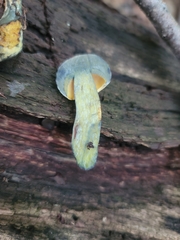 Neoboletus pseudosulphureus