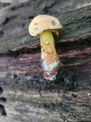 Neoboletus pseudosulphureus