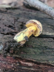 Neoboletus pseudosulphureus