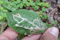 Phytomyza plantaginis