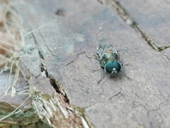 Adoxomyia heminopla