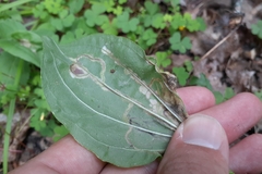 Phytomyza plantaginis