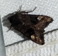 Euplexia benesimilis