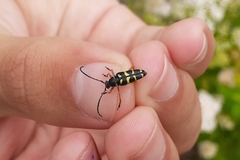 Typocerus sparsus