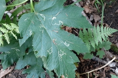 Phytomyza spondylii group