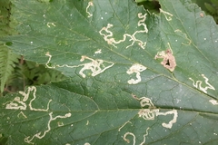 Phytomyza spondylii group