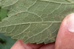 Phytomyza spondylii group