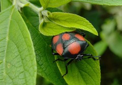 Brachystethus rubromaculatus