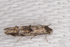 Tineidae clade b