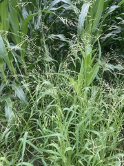 Panicum schinzii