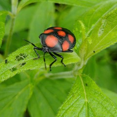 Brachystethus rubromaculatus