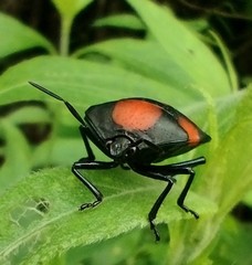 Brachystethus rubromaculatus