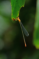 Teinobasis rufithorax