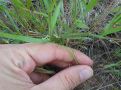 Spermolepis echinata