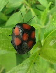 Brachystethus rubromaculatus