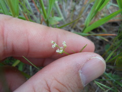 Spermolepis echinata