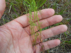 Spermolepis echinata