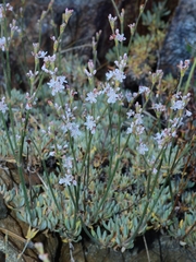 Eriogonum wrightii subscaposum