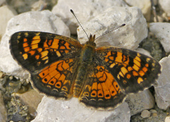 Phyciodes batesii