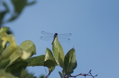 Erythrodiplax berenice