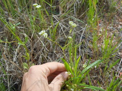 Valerianella radiata