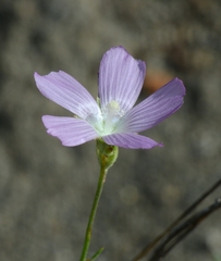 Sidalcea multifida