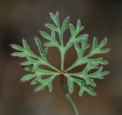Sidalcea multifida