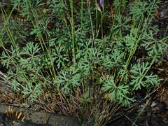 Sidalcea multifida