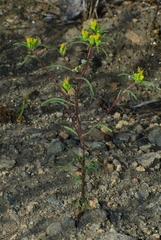 Orochaenactis thysanocarpha