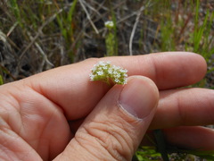 Valerianella radiata