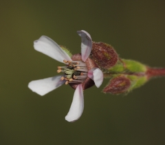 Horkeliella purpurascens