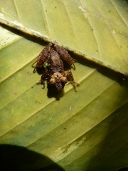 Pristimantis cerasinus