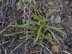 Horkeliella purpurascens