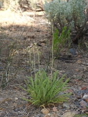Horkeliella purpurascens