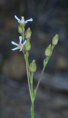 Horkeliella purpurascens