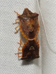 Dendrocoris