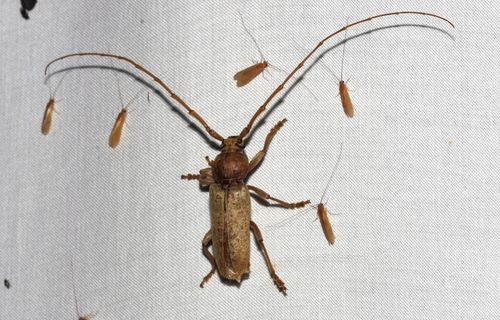 Red Oak Borer photo 5