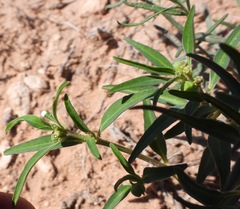 Euphorbia exstipulata