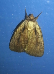 Eueretagrotis attentus