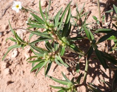 Euphorbia exstipulata