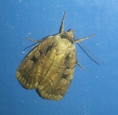 Eueretagrotis attentus