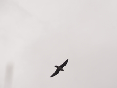 Falco peregrinus macropus