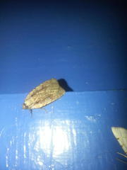 Eueretagrotis attentus