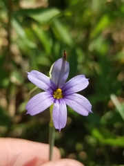 Sisyrinchium idahoense