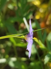 Sisyrinchium idahoense
