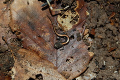 Plethodon angusticlavius
