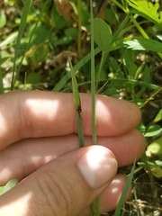 Sisyrinchium idahoense