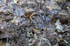 Plethodon angusticlavius