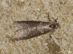Conoeca guildingi