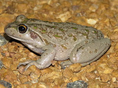 Ranoidea cyclorhynchus